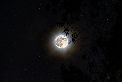 Full Moon Behind Tree Branches