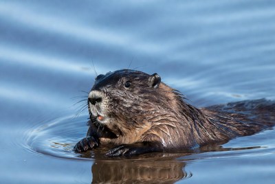 Beaver swimming in water