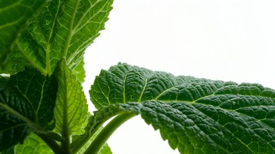 Fresh Mint Leaves Closeup
