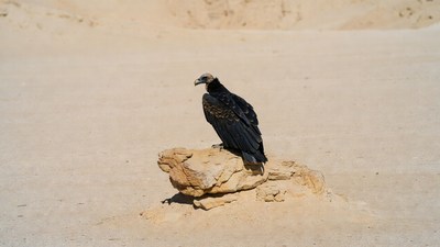 Turkey Vulture on Desert Rock