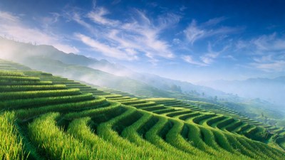 Green terraced rice fields in mountains