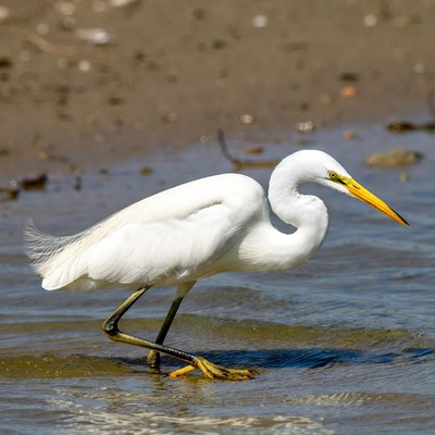 Great Egret wading in shallow water