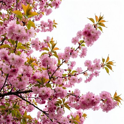 Pink Cherry Blossom Branches