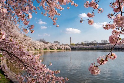 Cherry Blossoms Framing Washington Monument