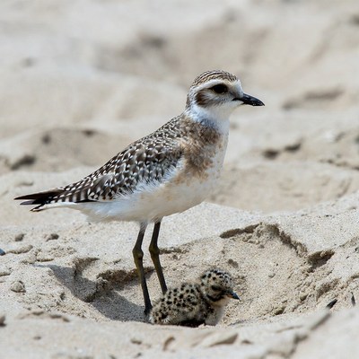 Plover with chick on beach