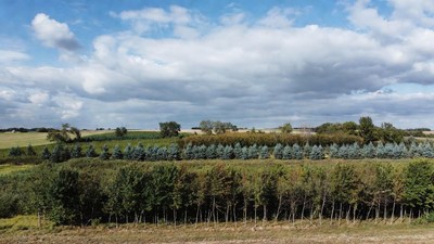 Rows of trees in green field