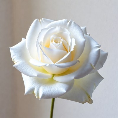 White Rose on Stem