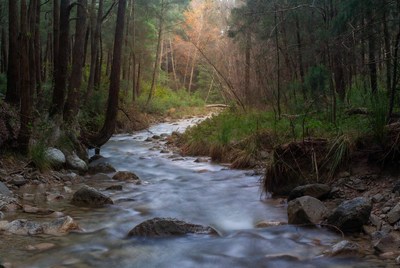 Forest Stream Flowing Over Rocks