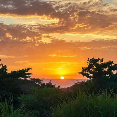 Sunset over lush green bushes
