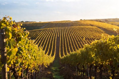 Golden Vineyard Rows at Sunset