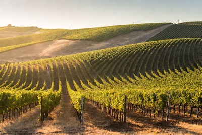 Vineyard Rows at Sunset