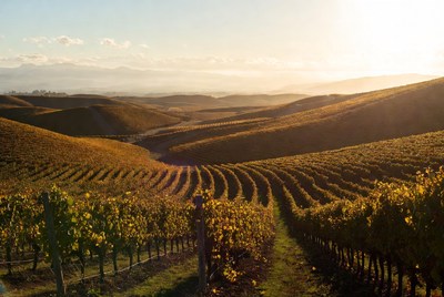 Golden Vineyard Rows at Sunset