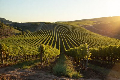 Vineyard Rows at Sunset