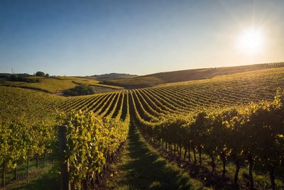 Vineyard Rows at Sunset