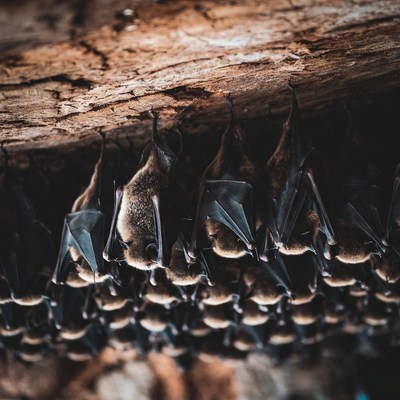Bats hanging from wooden surface