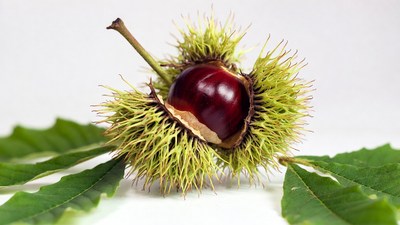 Open Chestnut Husk with Shiny Nut