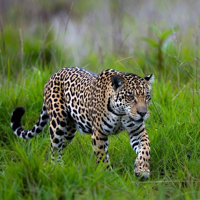 Jaguar walking in tall grass