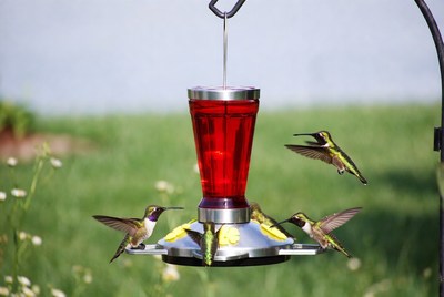 Hummingbirds feeding at red feeder
