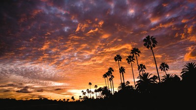 Silhouette Palm Trees Sunset Sky