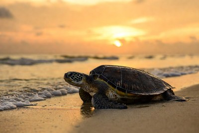 Sea turtle on beach at sunset