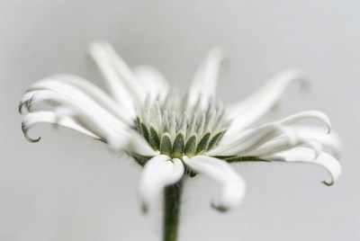 Close-up white daisy flower