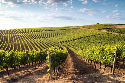 Vineyard Rows at Sunset