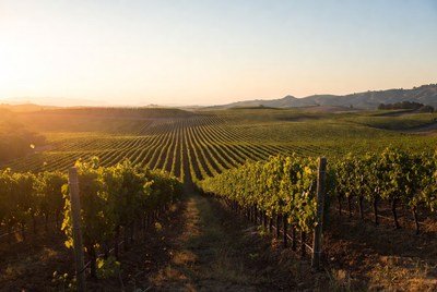 Vineyard Rows at Sunset