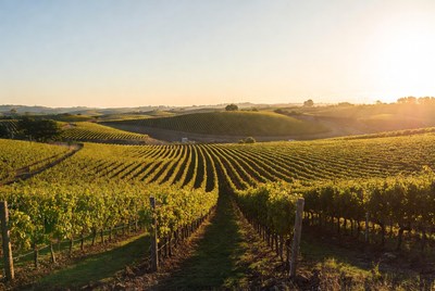 Vineyard Rows at Sunset