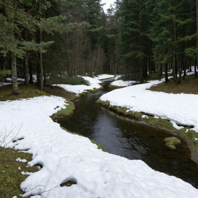 Snowy Stream in Pine Forest