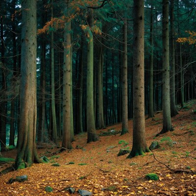 Tall pine trees in autumn forest