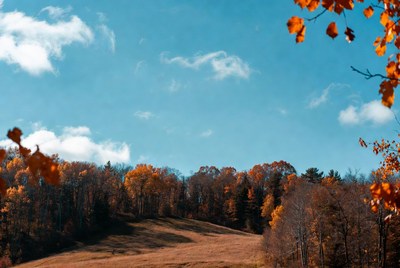 Autumn Forest with Orange Leaves