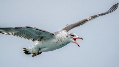 Gull flying with open beak