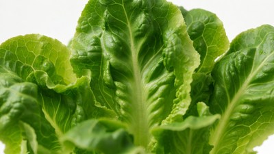 Fresh green lettuce leaves