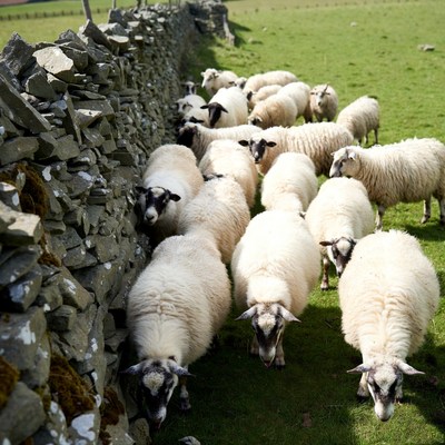 Sheep grazing by stone wall