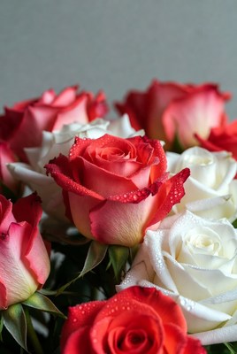 Red and White Roses with Water Droplets