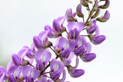 Purple Wisteria Flowers Cluster