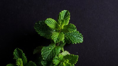 Fresh mint leaves on black background