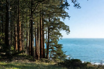 Redwood Forest Overlooking Ocean