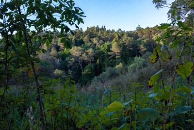 Lush Forest Through Green Foliage