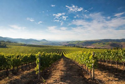 Vineyard Rows in Rolling Hills