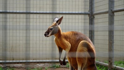 Red kangaroo in enclosure
