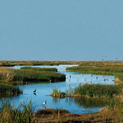 Birds in wetland marsh landscape