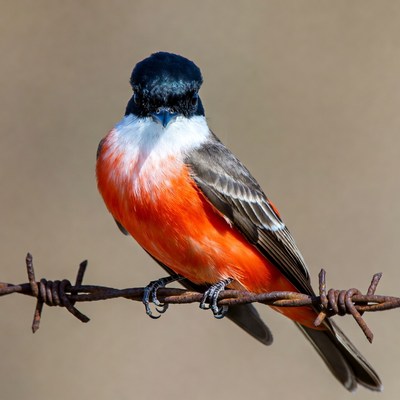 Colorful Flycatcher Bird on Barbed Wire