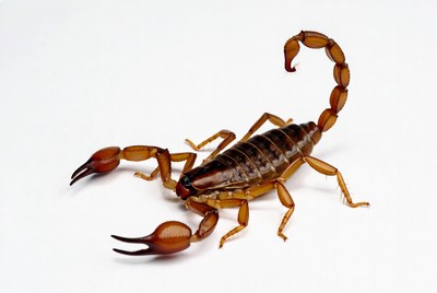 Brown scorpion on white background