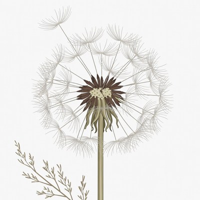 Dandelion with seeds illustration