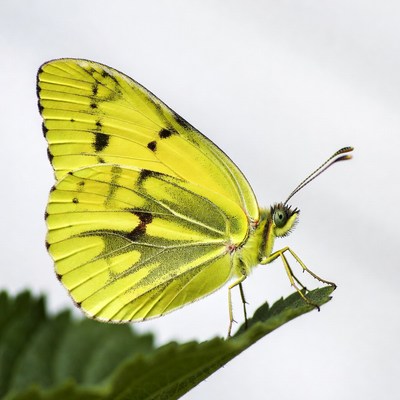 Yellow butterfly on green leaf