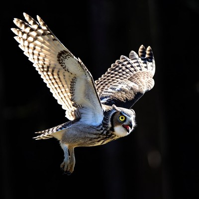 Short-eared Owl Flying