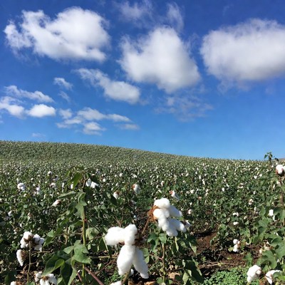 Cotton field under blue sky