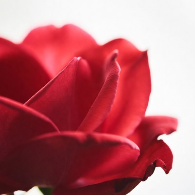 Closeup red rose flower