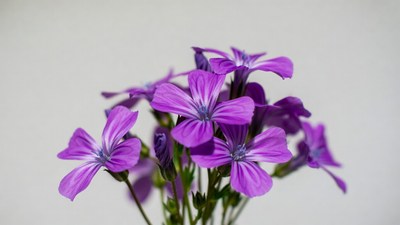 Purple Phlox Flowers Bouquet